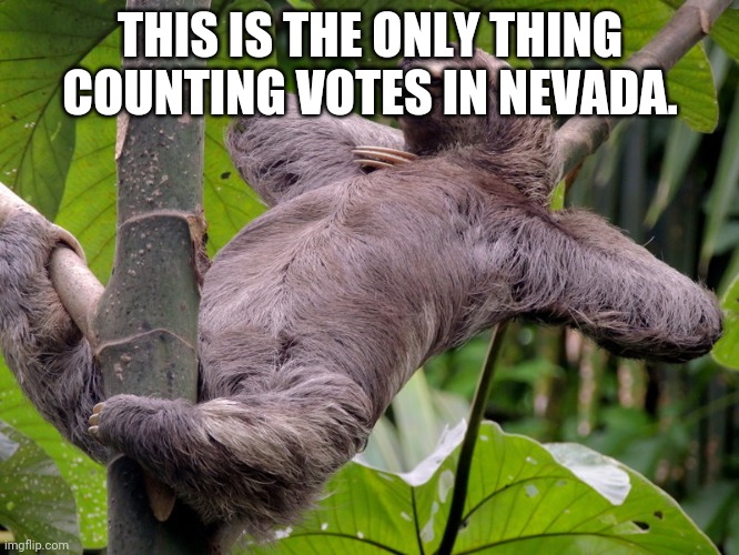 Lazy Sloth | THIS IS THE ONLY THING COUNTING VOTES IN NEVADA. | image tagged in lazy sloth | made w/ Imgflip meme maker