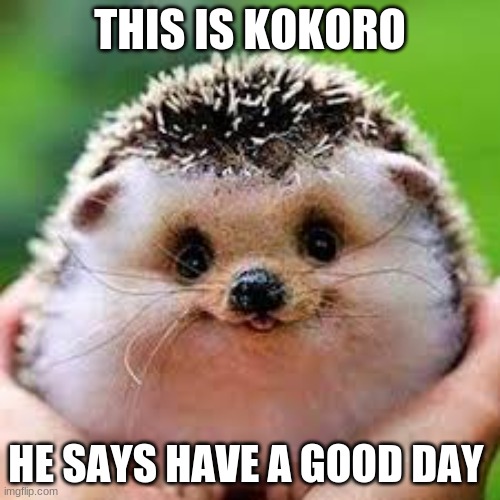 meet kokoro | THIS IS KOKORO; HE SAYS HAVE A GOOD DAY | image tagged in memes | made w/ Imgflip meme maker