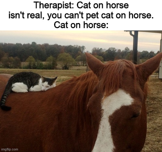 Cat  on horse meme | Therapist: Cat on horse isn't real, you can't pet cat on horse.
Cat on horse: | image tagged in memes,cats,horse,horses,cat | made w/ Imgflip meme maker