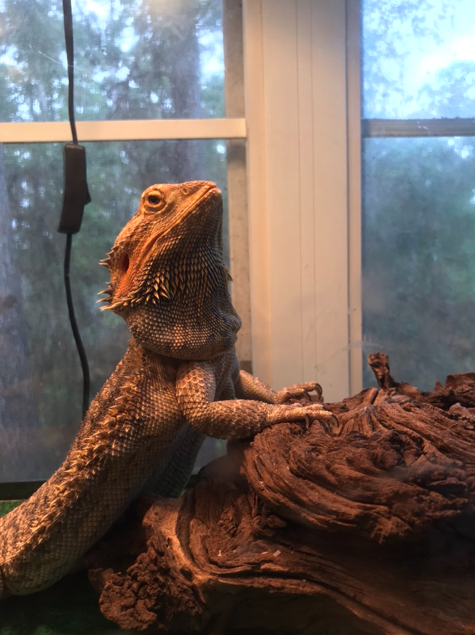 Most Interesting Beardie Blank Meme Template