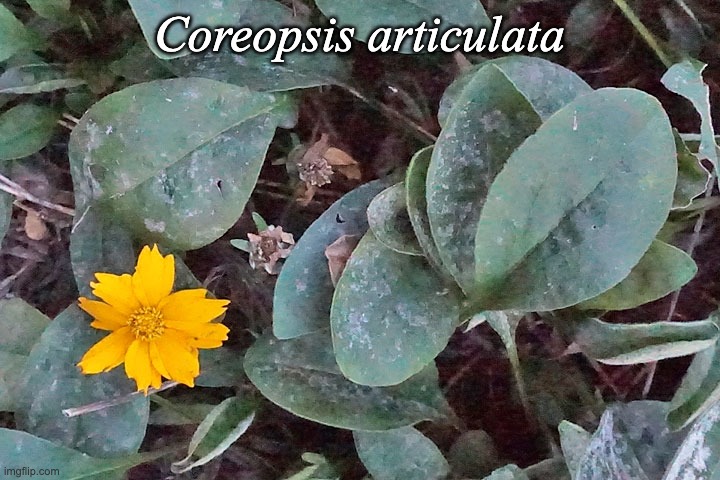 Coreopsis articulata | Coreopsis articulata | image tagged in coreopsis articulata | made w/ Imgflip meme maker