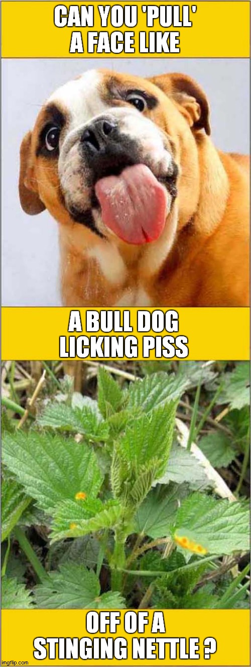 Bulldog Facial Challenge | CAN YOU 'PULL' A FACE LIKE; A BULL DOG; LICKING PISS; OFF OF A STINGING NETTLE ? | image tagged in bulldog,face pulling,challenge | made w/ Imgflip meme maker