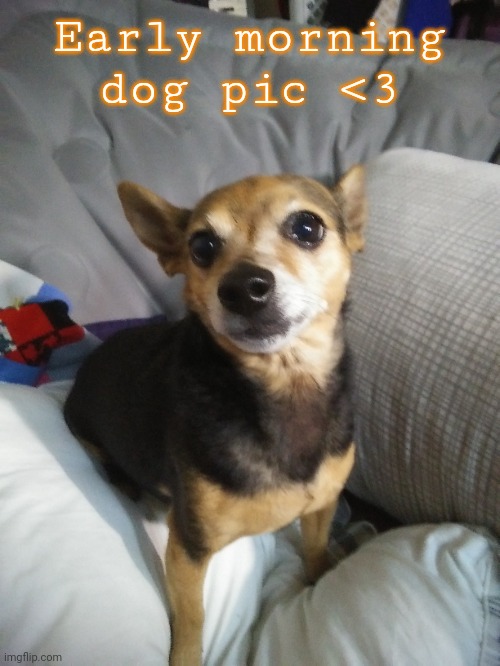 Doggooi | Early morning dog pic <3 | image tagged in zoey the dog,uwu,cute | made w/ Imgflip meme maker