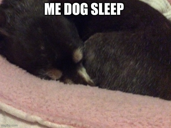 Sleping toime gois | ME DOG SLEEP | image tagged in cute,sleeping,dog | made w/ Imgflip meme maker