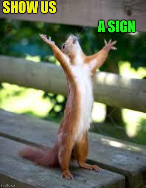 Praise Squirrel | SHOW US A SIGN | image tagged in praise squirrel | made w/ Imgflip meme maker