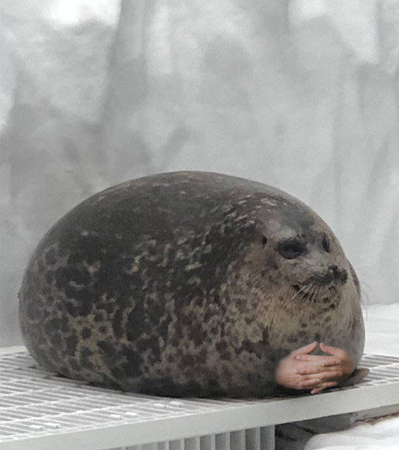 Seal waiting Blank Meme Template