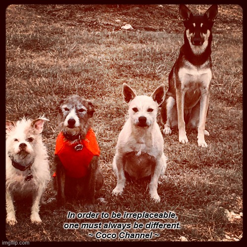 Much loved adopted dogs | In order to be irreplaceable, 
one must always be different. 
~ Coco Channel ~ | image tagged in dogs | made w/ Imgflip meme maker