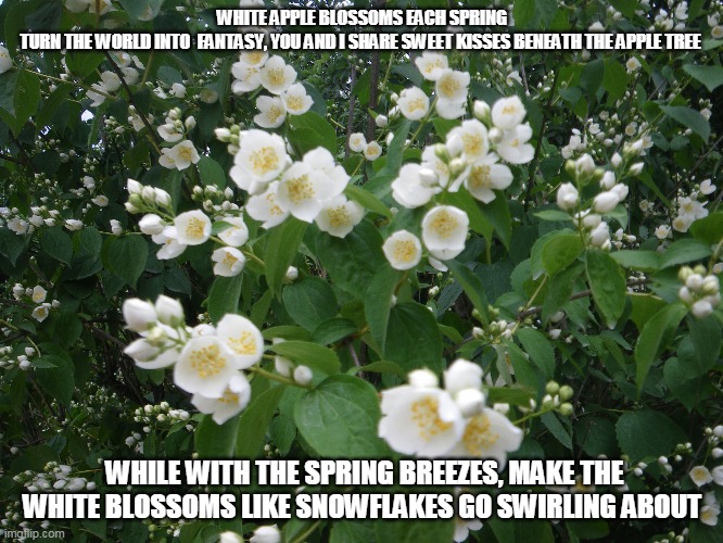 Apple Blossoms | WHITE APPLE BLOSSOMS EACH SPRING TURN THE WORLD INTO  FANTASY, YOU AND I SHARE SWEET KISSES BENEATH THE APPLE TREE; WHILE WITH THE SPRING BREEZES, MAKE THE WHITE BLOSSOMS LIKE SNOWFLAKES GO SWIRLING ABOUT | image tagged in spring,apple blossoms | made w/ Imgflip meme maker