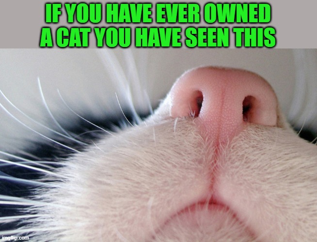 cats are crazy | IF YOU HAVE EVER OWNED A CAT YOU HAVE SEEN THIS | image tagged in cats,crazy | made w/ Imgflip meme maker