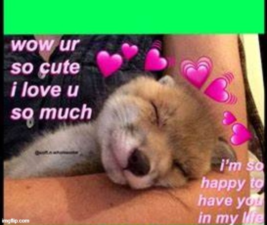 this is for my friends and T64-Glaceons luv u uwu | image tagged in uwu,wholesome,cute,adorable,dogs,cute dogs | made w/ Imgflip meme maker