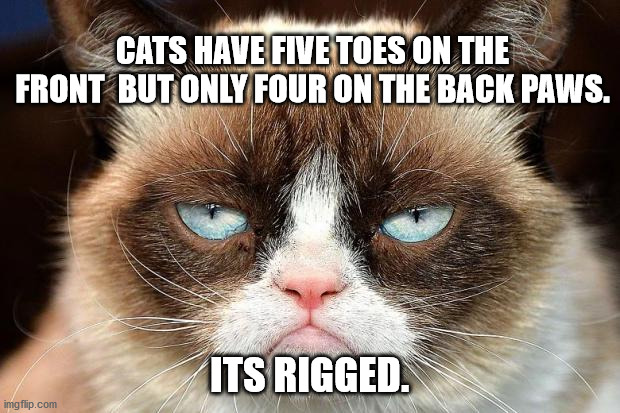 Grumpy Cat Not Amused Meme | CATS HAVE FIVE TOES ON THE FRONT  BUT ONLY FOUR ON THE BACK PAWS. ITS RIGGED. | image tagged in memes,grumpy cat not amused,grumpy cat | made w/ Imgflip meme maker