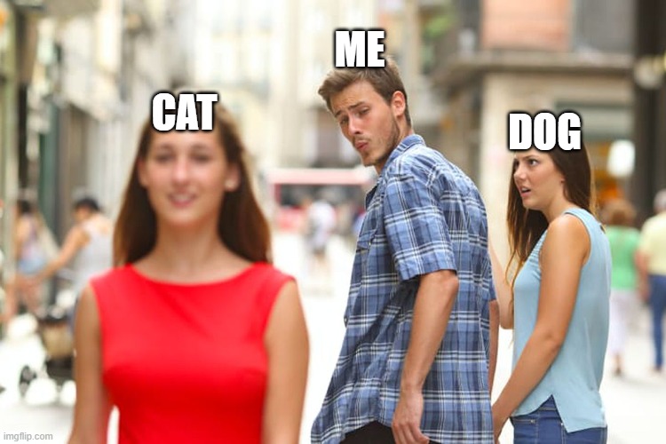 Distracted Boyfriend | ME; CAT; DOG | image tagged in memes,distracted boyfriend,cats | made w/ Imgflip meme maker