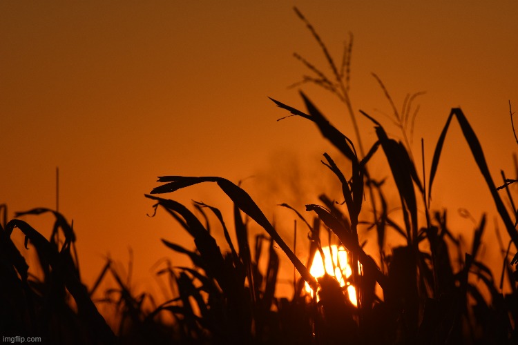 sunrise in the corn | image tagged in sunrise,kewlew | made w/ Imgflip meme maker