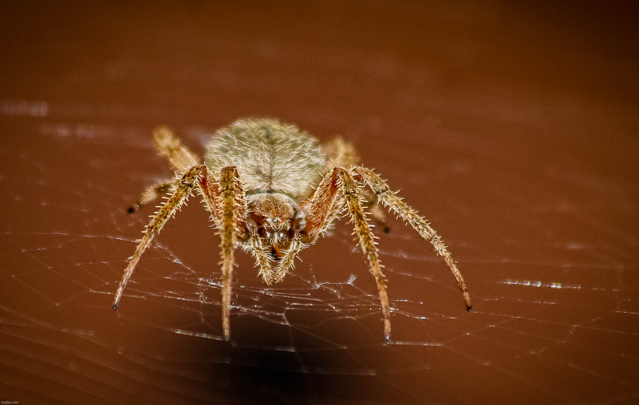 My front yard - 2011 - I risked my life to take this photo :D | image tagged in spider,original photography,web,macro | made w/ Imgflip meme maker