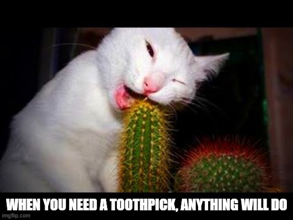 Got Something Suck in There | WHEN YOU NEED A TOOTHPICK, ANYTHING WILL DO | image tagged in funny cat | made w/ Imgflip meme maker