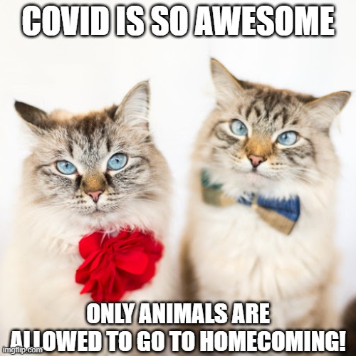 Hoco Photo | COVID IS SO AWESOME; ONLY ANIMALS ARE ALLOWED TO GO TO HOMECOMING! | image tagged in funny cats | made w/ Imgflip meme maker