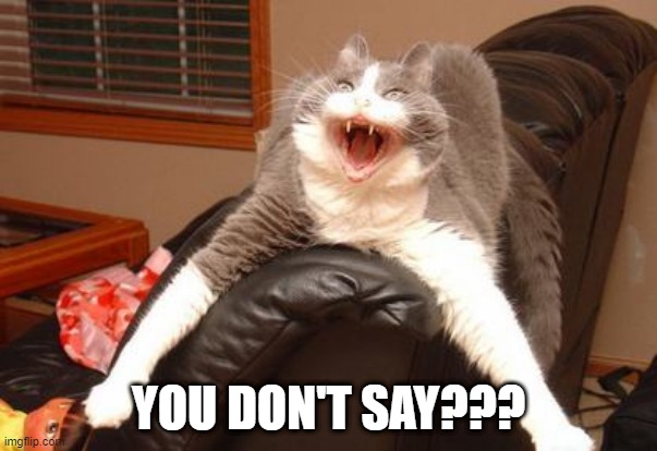 If Nick was a Cat | YOU DON'T SAY??? | image tagged in funny cat | made w/ Imgflip meme maker