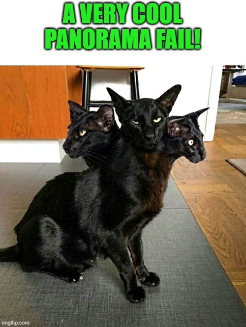panorama fail | A VERY COOL PANORAMA FAIL! | image tagged in cat,panorama | made w/ Imgflip meme maker