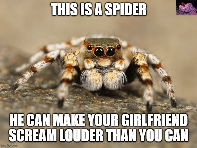 True facts of the day | THIS IS A SPIDER; HE CAN MAKE YOUR GIRLFRIEND SCREAM LOUDER THAN YOU CAN | image tagged in spider | made w/ Imgflip meme maker