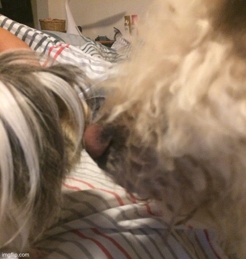 Pîgpîg and doggo | made w/ Imgflip meme maker