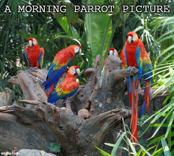 Parrots = bird = noises = idk | A MORNING PARROT PICTURE | made w/ Imgflip meme maker