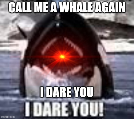 dolphin not a whale | CALL ME A WHALE AGAIN; I DARE YOU | image tagged in animals | made w/ Imgflip meme maker