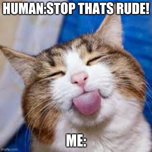 litery me wanting to make the human mad | HUMAN:STOP THATS RUDE! ME: | image tagged in kitty | made w/ Imgflip meme maker