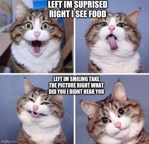 kitty pics | LEFT IM SUPRISED RIGHT I SEE FOOD; LEFT IM SMILING TAKE THE PICTURE RIGHT WHAT DID YOU I DIDNT HEAR YOU | image tagged in selfie kitty | made w/ Imgflip meme maker