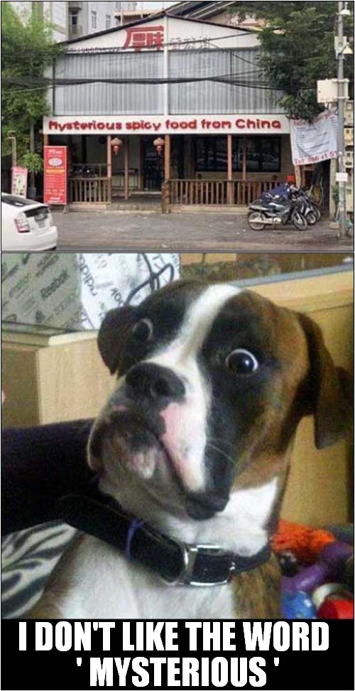Suspicious Dog | I DON'T LIKE THE WORD; ' MYSTERIOUS ' | image tagged in chinese food,dog,suspicious,frontpage | made w/ Imgflip meme maker