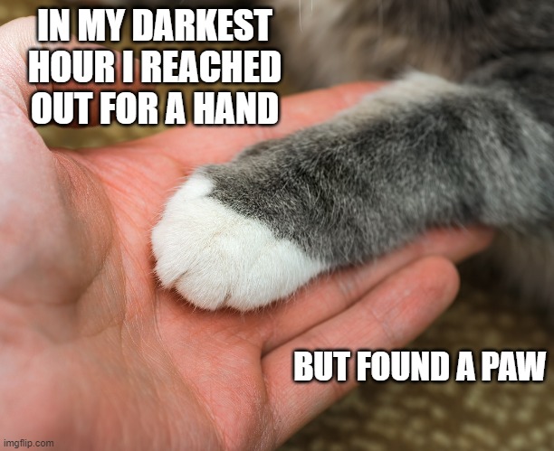Cats are much better than people | IN MY DARKEST HOUR I REACHED OUT FOR A HAND; BUT FOUND A PAW | image tagged in cats,love you,sweet,aww,feelings | made w/ Imgflip meme maker