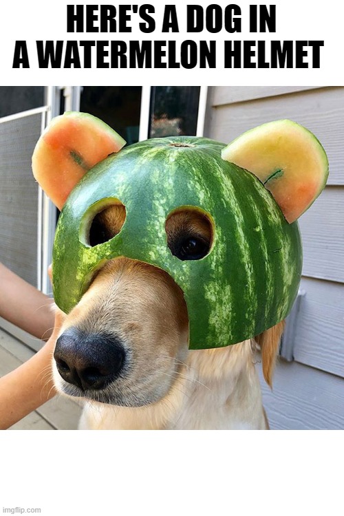 just for laughs | HERE'S A DOG IN A WATERMELON HELMET | image tagged in dog,helmet | made w/ Imgflip meme maker