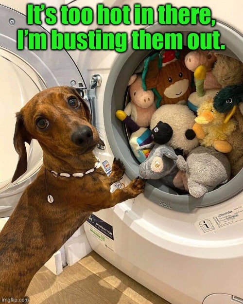 Prison Break | It’s too hot in there, I’m busting them out. | image tagged in funny memes,funny dogs,funny dog memes,dogs | made w/ Imgflip meme maker