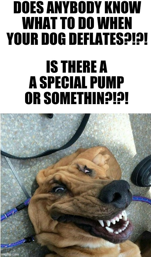 PLEASE HELP!!! | DOES ANYBODY KNOW WHAT TO DO WHEN YOUR DOG DEFLATES?!?! IS THERE A A SPECIAL PUMP OR SOMETHIN?!?! | image tagged in blank white template | made w/ Imgflip meme maker