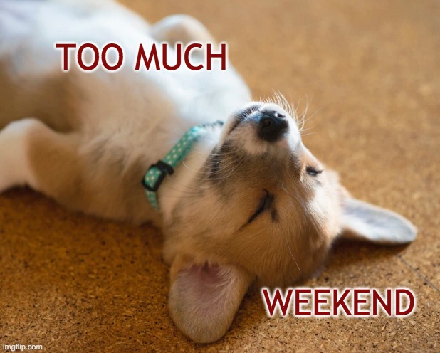 I've had enough. Wake me on Friday. | TOO MUCH; WEEKEND | image tagged in cute,puppy,weekend | made w/ Imgflip meme maker