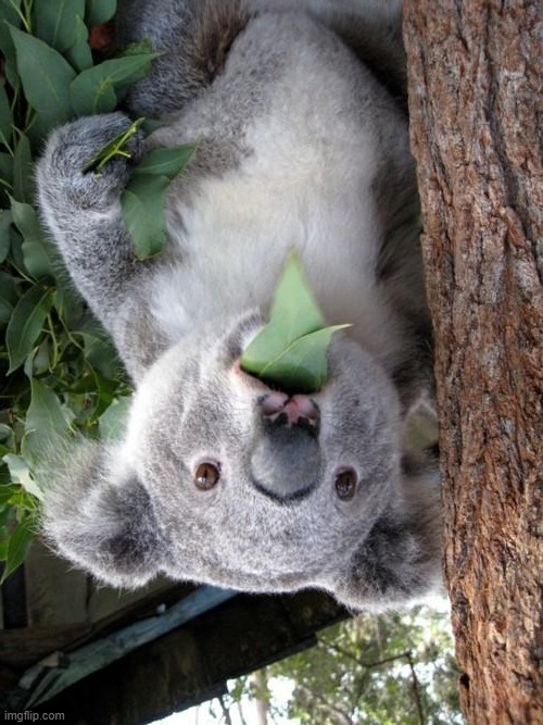 Surprised Koala Meme | image tagged in memes,surprised koala | made w/ Imgflip meme maker