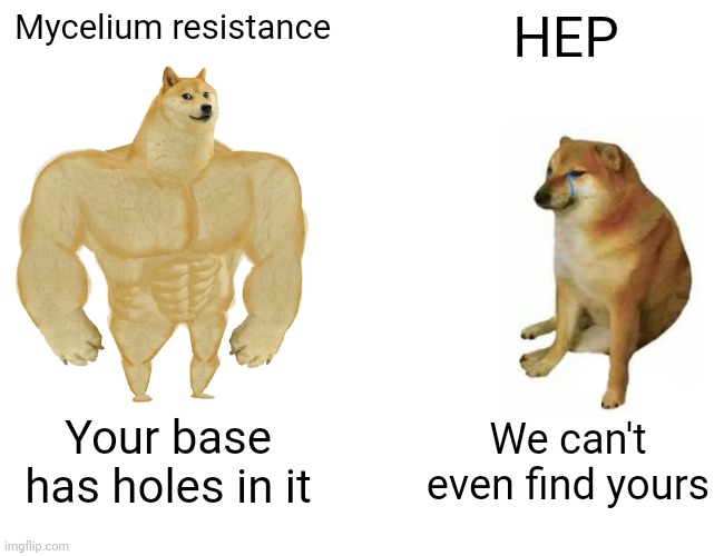 Hermit craft | Mycelium resistance; HEP; Your base has holes in it; We can't even find yours | image tagged in memes,buff doge vs cheems | made w/ Imgflip meme maker