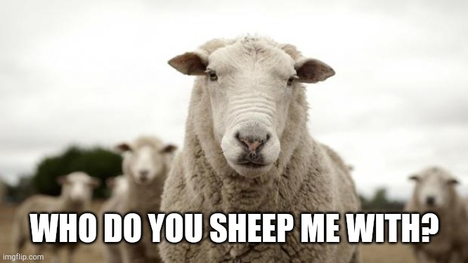 Sheep | WHO DO YOU SHEEP ME WITH? | image tagged in sheep | made w/ Imgflip meme maker