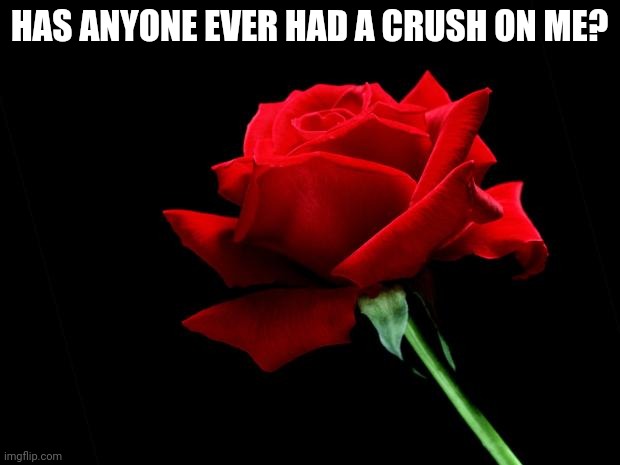 rose | HAS ANYONE EVER HAD A CRUSH ON ME? | image tagged in rose | made w/ Imgflip meme maker