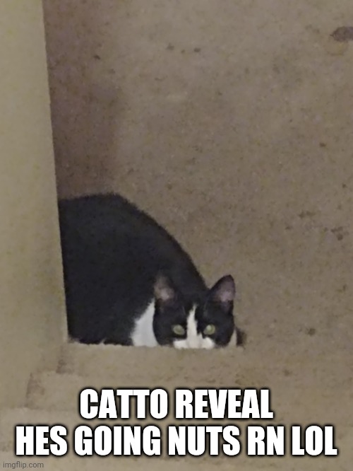 Lol | CATTO REVEAL
HES GOING NUTS RN LOL | image tagged in his name is jj | made w/ Imgflip meme maker