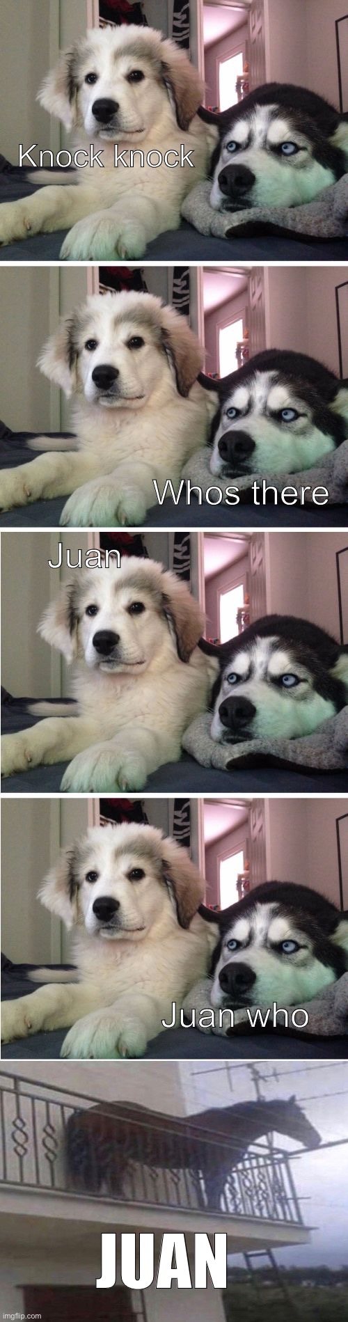 JUAN | Knock knock; Whos there; Juan; Juan who; JUAN | image tagged in knock knock dogs,juan,knock knock,oh wow are you actually reading these tags,memes,ha ha | made w/ Imgflip meme maker
