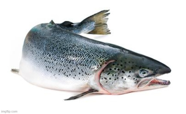 salmon | image tagged in salmon | made w/ Imgflip meme maker