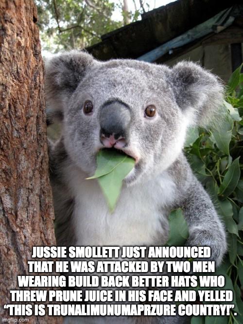 Surprised Koala | JUSSIE SMOLLETT JUST ANNOUNCED THAT HE WAS ATTACKED BY TWO MEN WEARING BUILD BACK BETTER HATS WHO THREW PRUNE JUICE IN HIS FACE AND YELLED “THIS IS TRUNALIMUNUMAPRZURE COUNTRY!”. | image tagged in memes,surprised koala | made w/ Imgflip meme maker