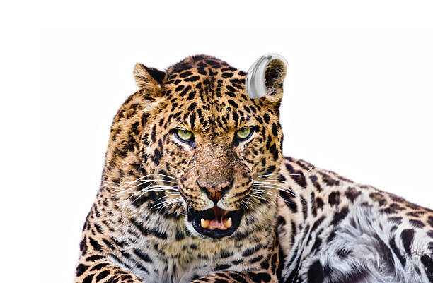 Leopard And Hearing Aid Blank Meme Template