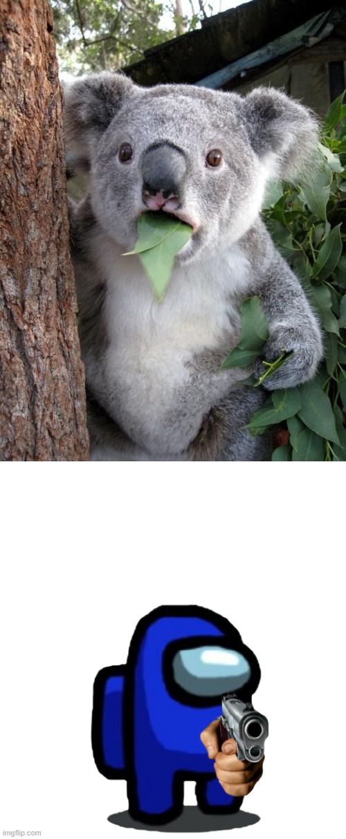 i see the sus gun | image tagged in memes,surprised koala,the sus gun | made w/ Imgflip meme maker