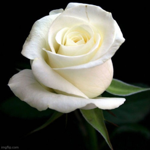 white rose | image tagged in white rose | made w/ Imgflip meme maker