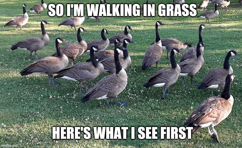 I saw a whole gang here |  SO I'M WALKING IN GRASS; HERE'S WHAT I SEE FIRST | image tagged in memes | made w/ Imgflip meme maker