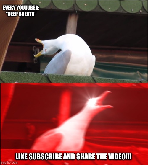 Deep Breath Seagull | EVERY YOUTUBER:
“DEEP BREATH”; LIKE SUBSCRIBE AND SHARE THE VIDEO!!! | image tagged in deep breath seagull | made w/ Imgflip meme maker