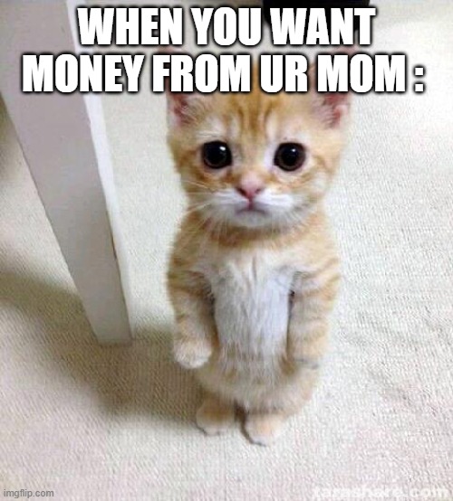 Cute Cat Meme | WHEN YOU WANT MONEY FROM UR MOM : | image tagged in memes,cute cat | made w/ Imgflip meme maker