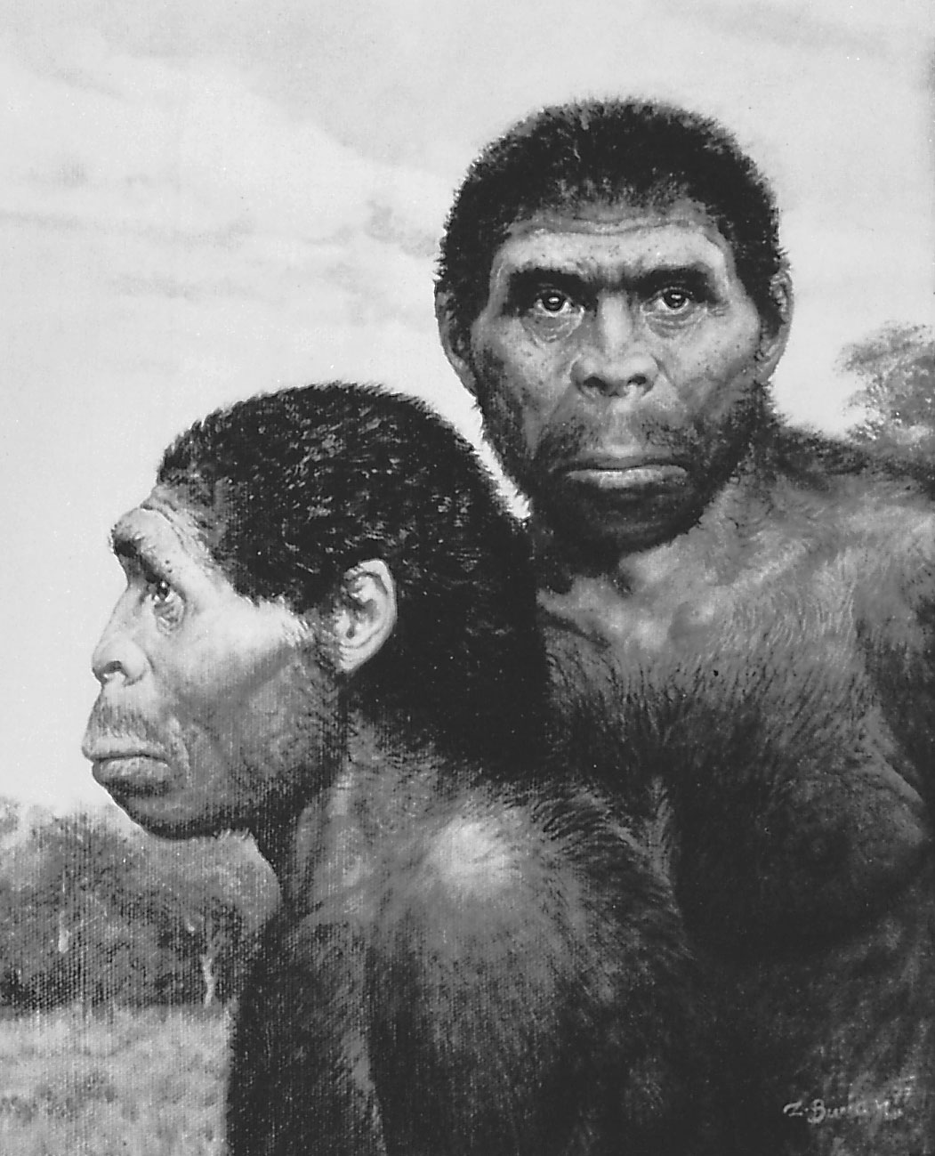 Homo erectus Blank Meme Template