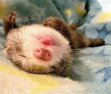 High Quality sleepy ferret Blank Meme Template